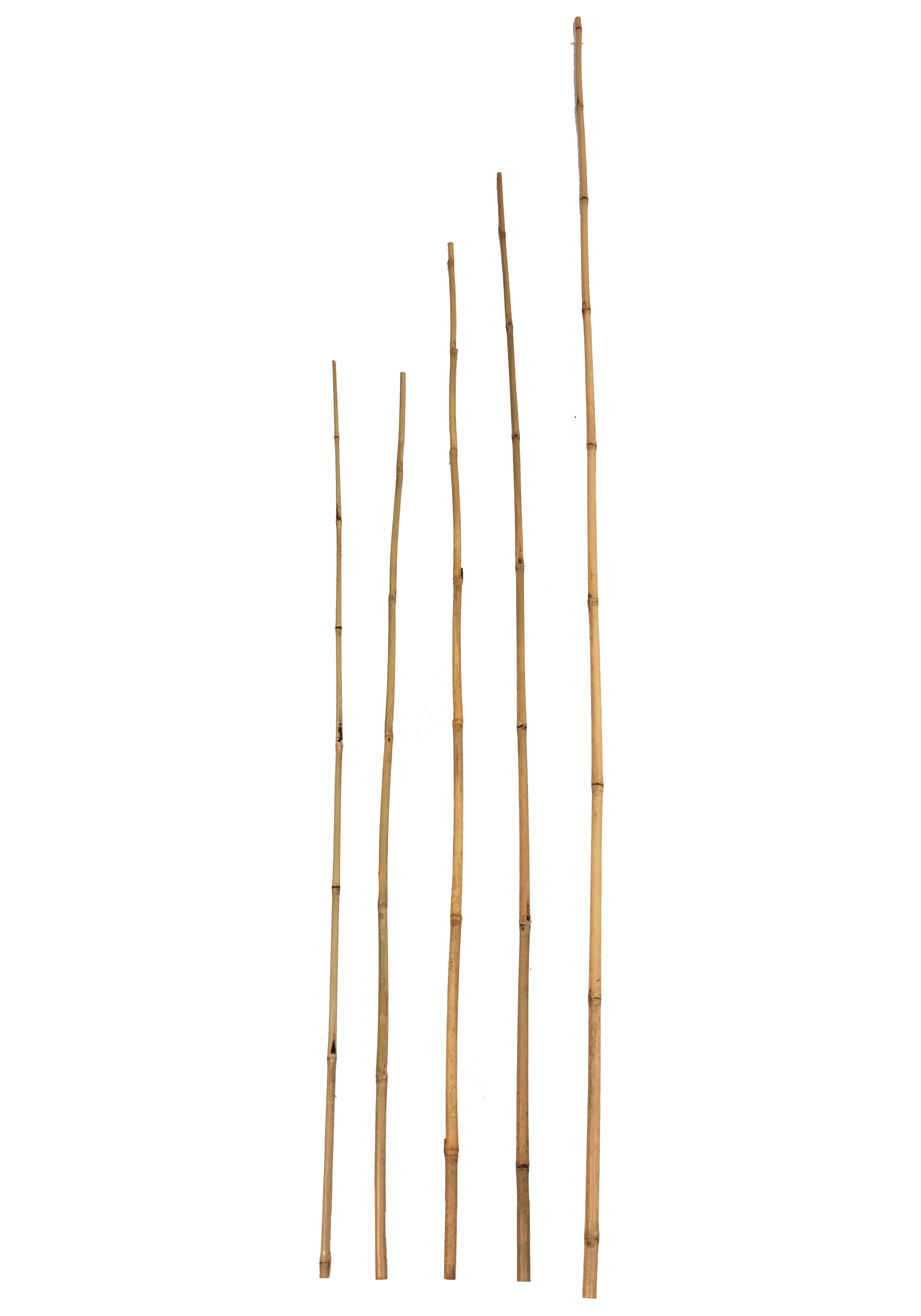 floraworld® Bambuspflanz- / Dekostab Classic Ø 18 - 20 mm x 210 cm